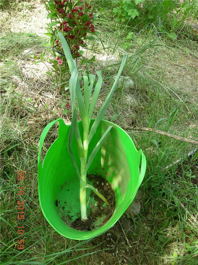 arčilend